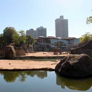 Elephant Enclosure View