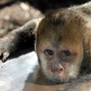 Capuchin