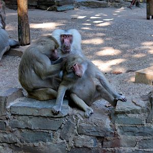 Baboons