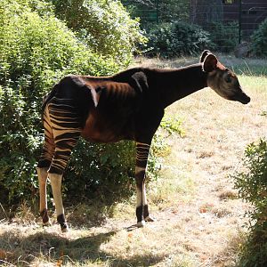 Okapi
