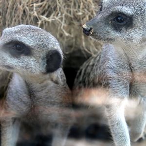 Meerkats