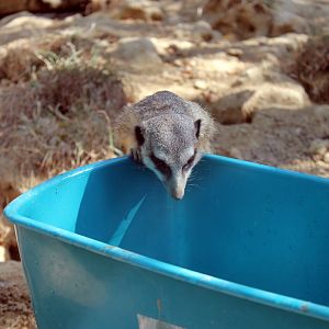 Inquisitive Meerkat