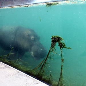 Hippo Underwater