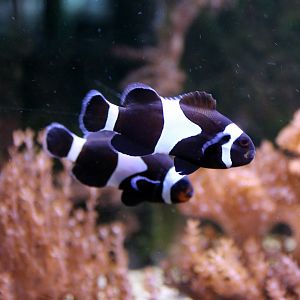 Clownfish