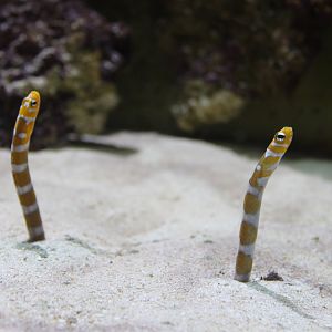 Splendid Garden Eel