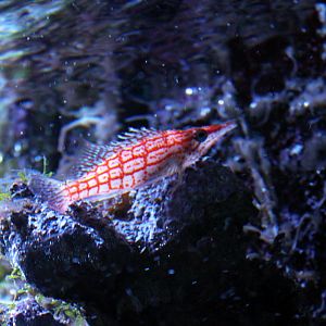 Longnose hawkfish