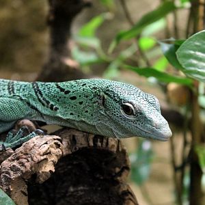 Emerald tree monitor