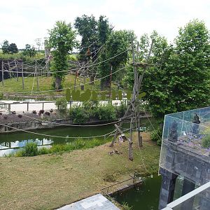 Sumatran orangutan islands seen from the top of the Flower Temple, 2022-06-28