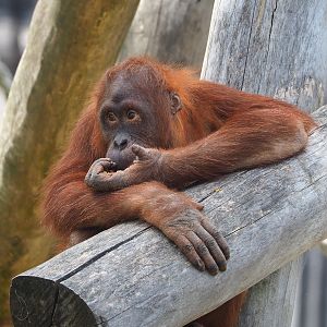 Sumatran orangutan (Pongo abelii), 2022-06-28