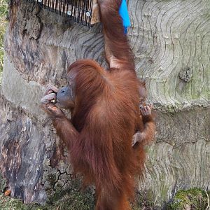 Sumatran orangutan (Pongo abelii) with baby, 2022-06-28
