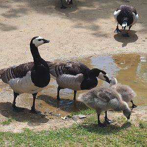 Wild Barnacle geese (Branta leucopsis), 2022-06-28