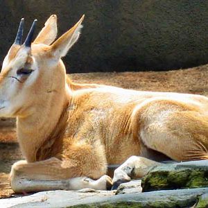 Scimitar-horned oryx calf