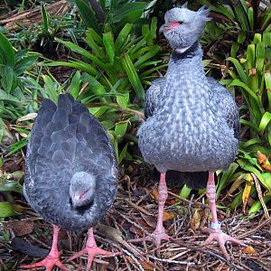 Crested Screamer