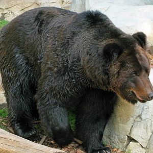 Brown Bear