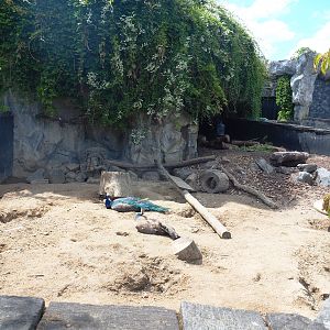 Main Indian crested porcupine exhibit, 2022-06-28