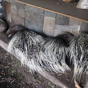 Indian crested porcupines (Hystrix indica), 2022-06-28