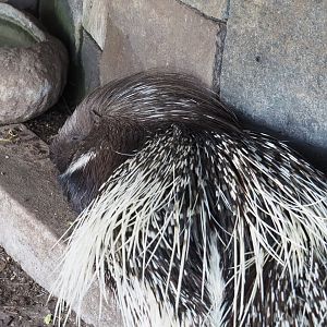 Indian crested porcupine (Hystrix indica), 2022-06-28