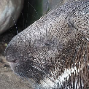 Indian crested porcupine (Hystrix indica), 2022-06-28
