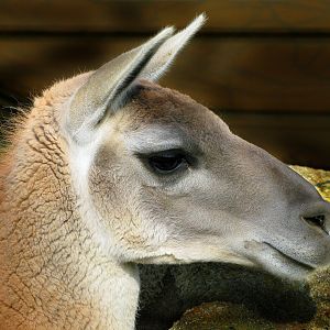 Guanaco