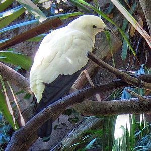 Pied Imperial Pigeon