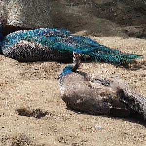 Pair of free-ranging Blue peafowl (Pavo cristatus), 2022-06-28