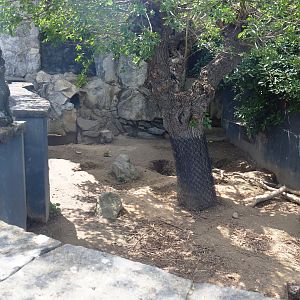 Secondary Indian crested porcupine exhibit, former wombat exhibit, 2022-06-28