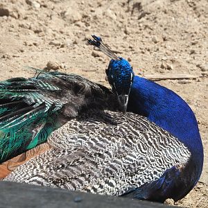 Blue peafowl (Pavo cristatus), 2022-06-28
