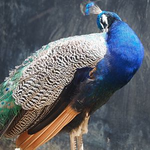Blue peafowl (Pavo cristatus), 2022-06-28