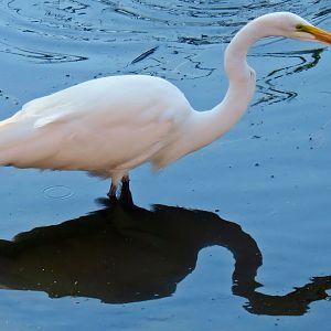 Great Egret