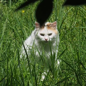 Free-ranging domestic cat (Felis catus), 2022-06-28