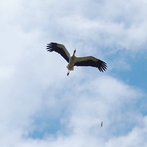 European white stork (Ciconia ciconia) in flight, 2022-06-28
