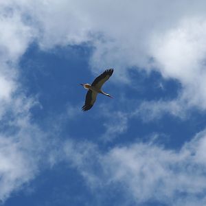 European white stork (Ciconia ciconia) in flight, 2022-06-28