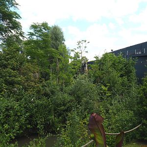 Bolivian squirrel monkey island and part of the Mersus Emergo, 2022-06-28