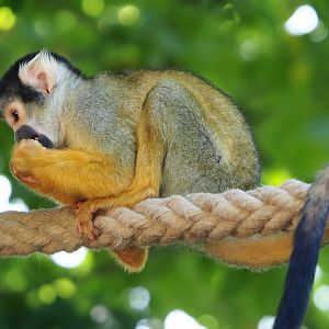Bolivian squirrel monkey (Saimiri boliviensis boliviensis), 2022-06-28