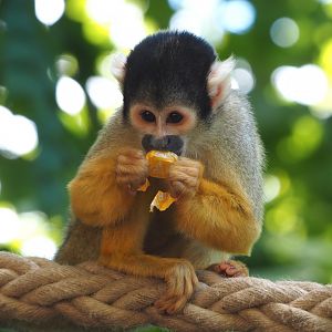 Bolivian squirrel monkey (Saimiri boliviensis boliviensis), 2022-06-28