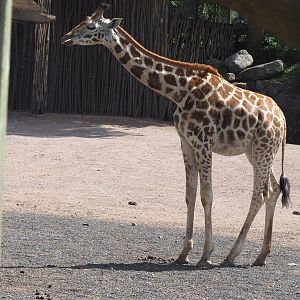 Rothschild's giraffe (Giraffa camelopardalis rothschildi), 2022-06-28