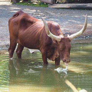 Ankole-Watusi bull (Bos taurus indicus) in pool drinking, 2022-06-28
