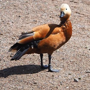 Ruddy shelduck (Tadorna ferruginea), 2022-06-28