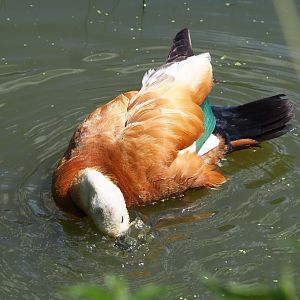 Ruddy shelduck (Tadorna ferruginea), 2022-06-28