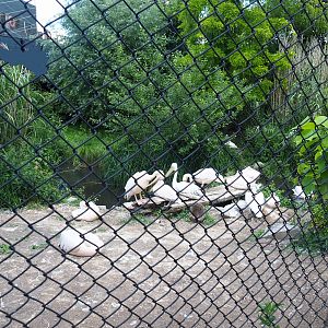 Large wetland aviary next to the Mersus Emergo - Previously home to shoebills, now housing part of great white pelican group, 2022-06-28