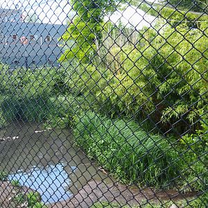 Large wetland aviary next to the Mersus Emergo - Previously home to shoebills, now housing part of great white pelican group, 2022-06-28