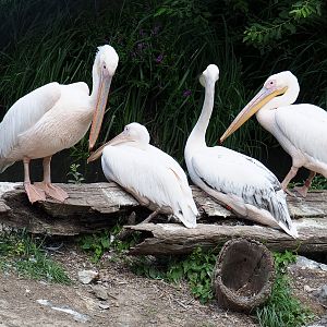 Great white pelicans (Pelecanus onocrotalus), 2022-06-28
