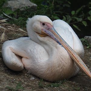 Great white pelican (Pelecanus onocrotalus), 2022-06-28