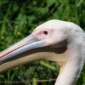 Great white pelican (Pelecanus onocrotalus), 2022-06-28