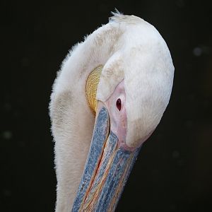 Great white pelican (Pelecanus onocrotalus), 2022-06-28