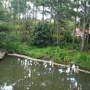 Shoebill aviary next to the African stilt village, 2022-06-28