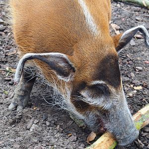 Red river hog (Potamochoerus porcus), 2022-06-28