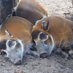 Red river hogs (Potamochoerus porcus), 2022-06-28
