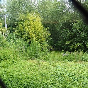 Shoebill aviary near the African village, 2022-06-28