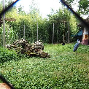 Shoebill aviary near the African village, 2022-06-28